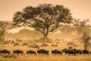 a herd of elephants with a tree in the background