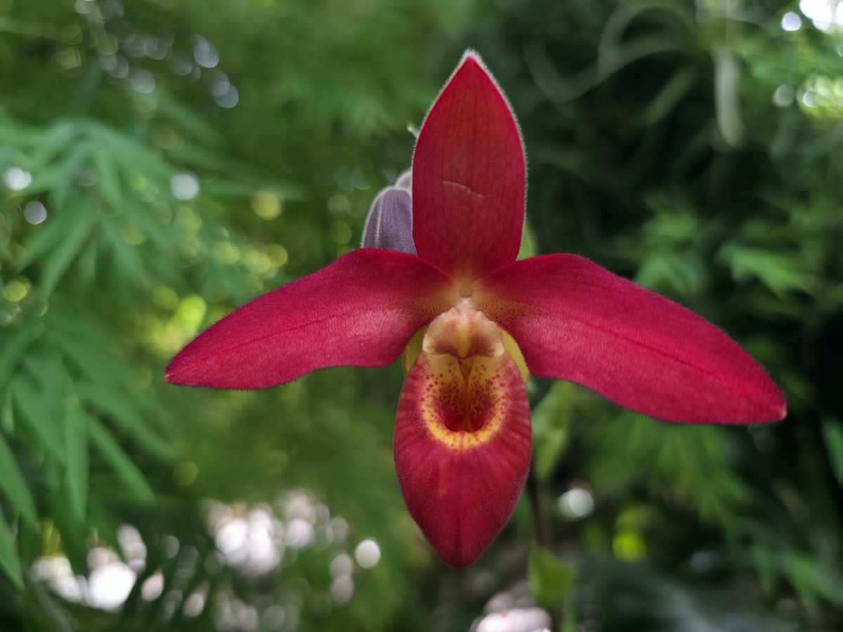 Orchids and flowers from the New York Botanical Garden