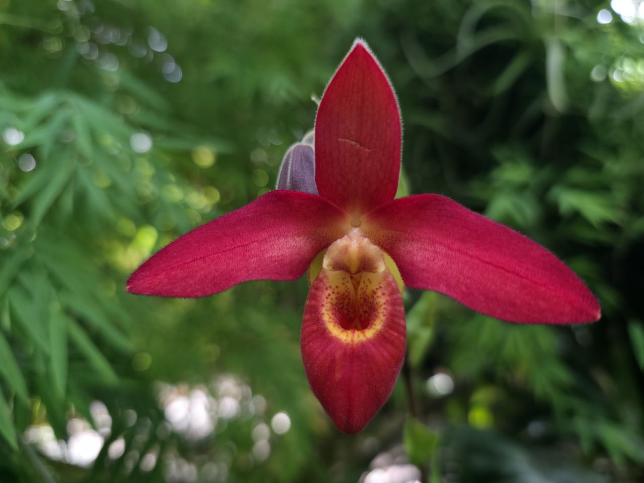 Orchids and flowers from the New York Botanical Garden