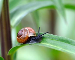 snail in garden