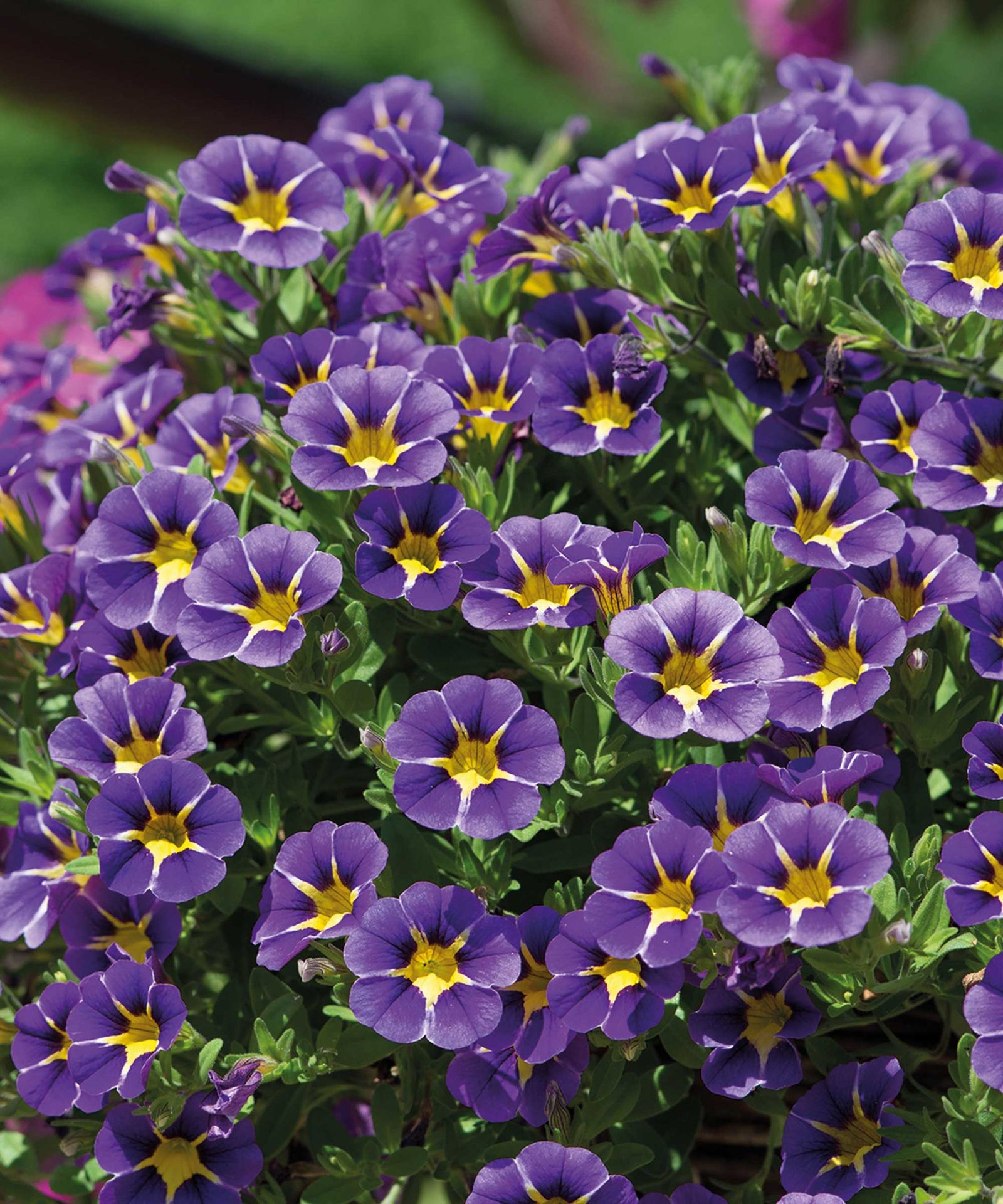 Best Container Plants For North Texas at Susan Oldenburg blog