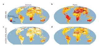 Figures A and B show the loss of animals and plants, respectively, by 2080, if nothing is done to reduce emissions. Black areas show a nearly 100% loss of species richness. Figures C and D show reduced losses with mitigation, if emissions peak in 2016 and