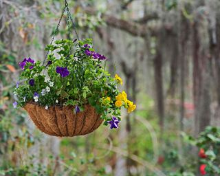 hanging basket suspended from trees branches at the Magnolia Plantation and Gardens