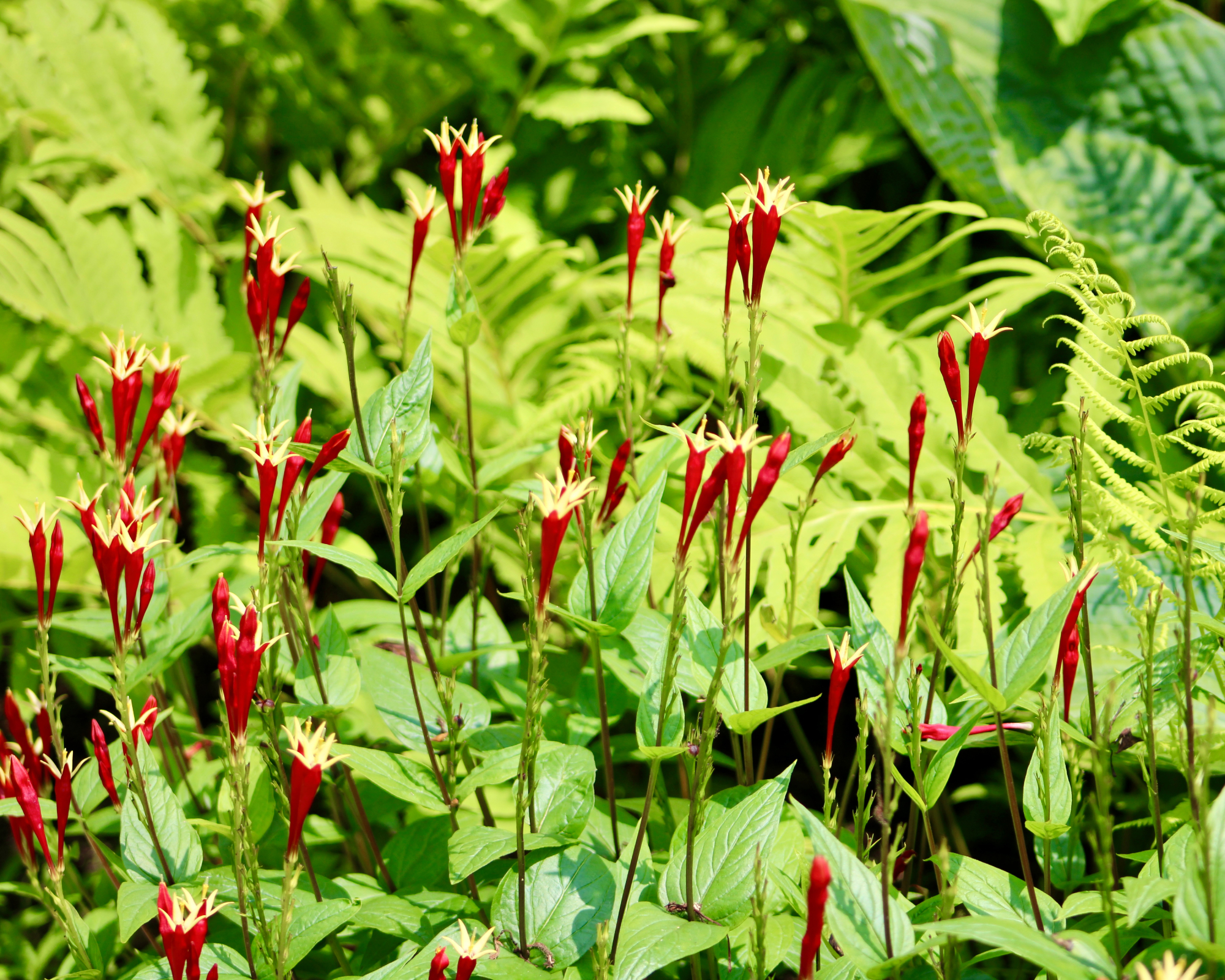 Indian pinks in a shade garden
