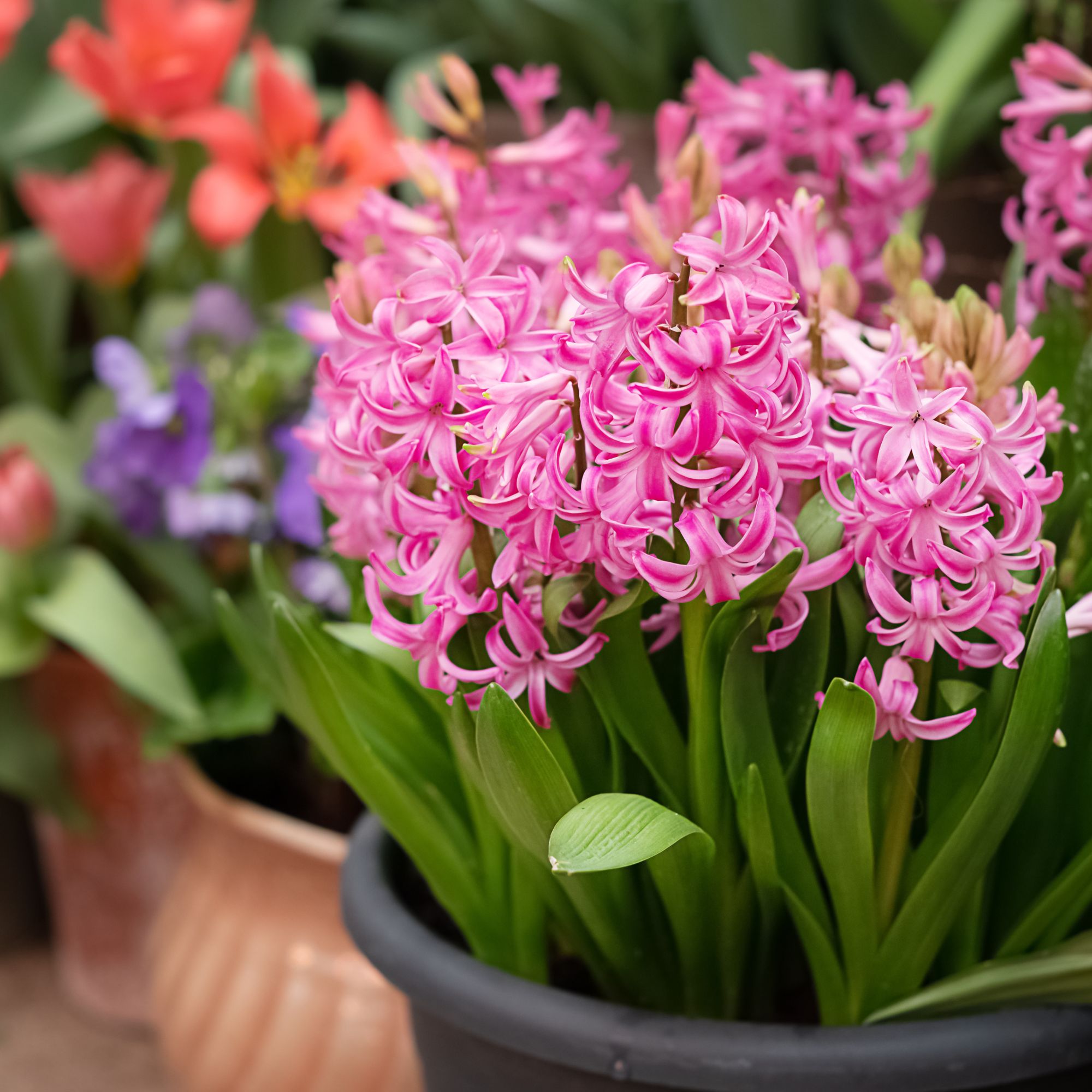 pink hyacinths in container