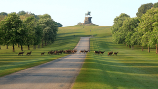 Deer cross the Long Walk at Windsor