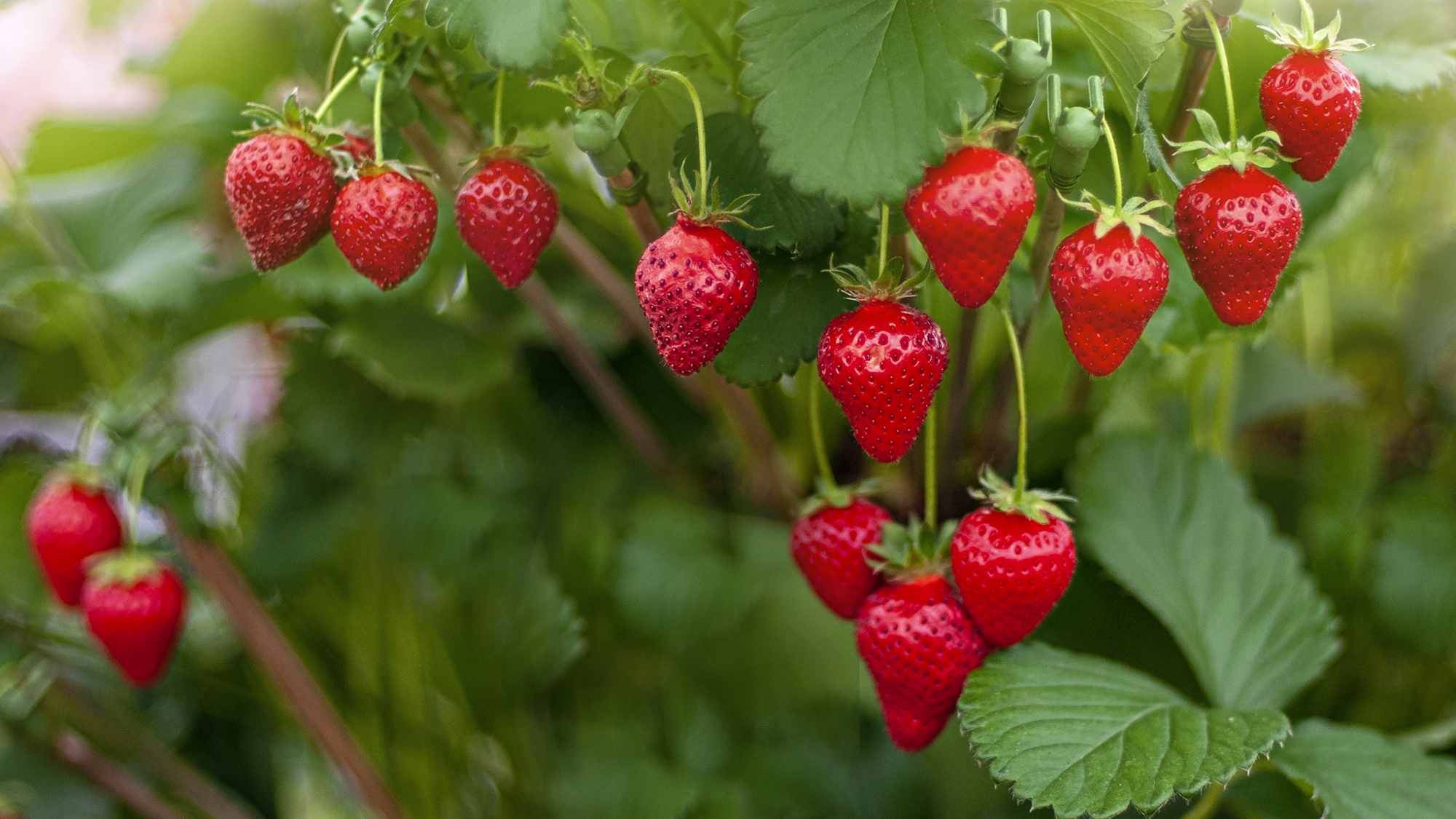 Adding and removing straw mulch for strawberries