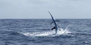 Sailfish