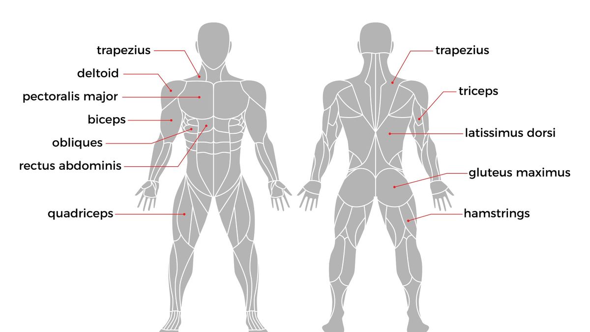 Pullups vs chinups Which is better for building strength? Tom's Guide