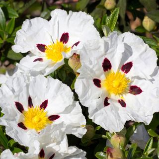 Cistus 'Alan Fradd' white flowers with crimson blotches