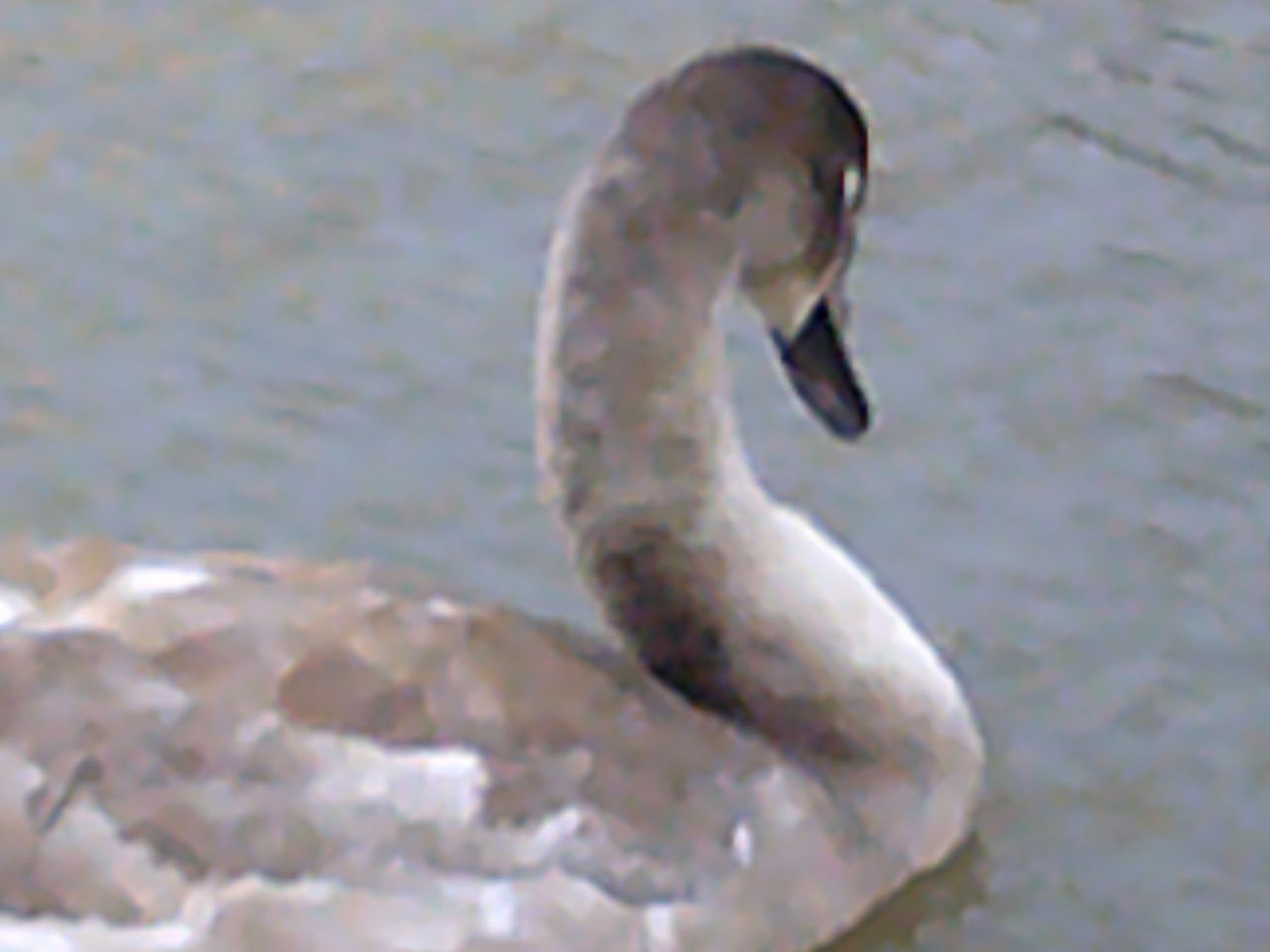 A photo taken on an AgfaPhoto Realishot DC5500 compact camera