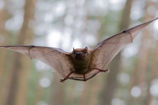 close-up of bat flying In mid-air