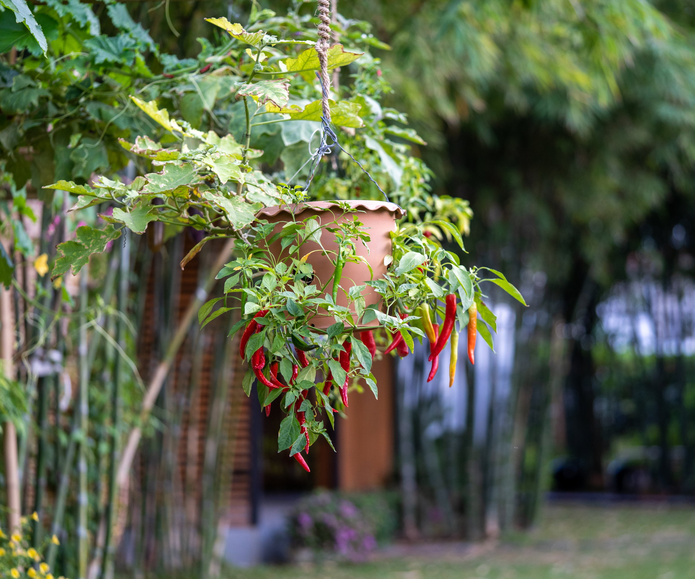 Red chili peppers ripening on a plant growing in a terracotta hanging basket