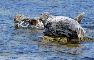 Grey seals