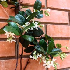 Jasmine Plant Infront Of A Brick Wall