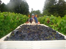 harvest 2013, 2013 harvest, Marimar Torres harvest 2013