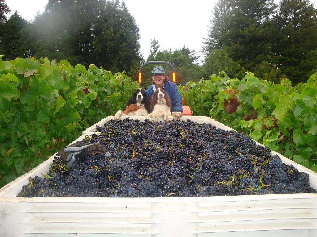 harvest 2013, 2013 harvest, Marimar Torres harvest 2013