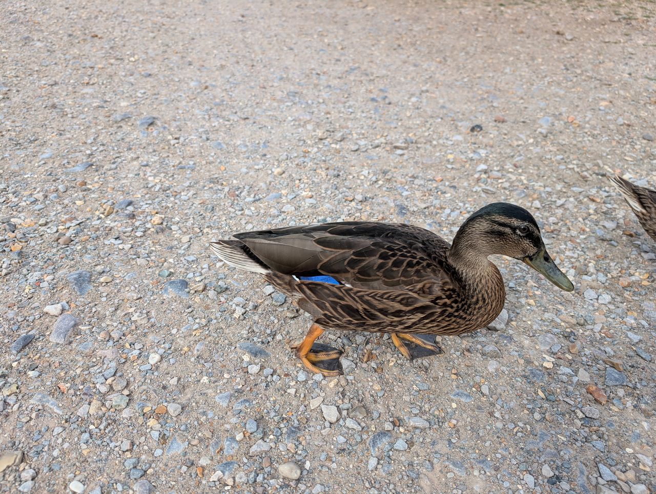 Pixel 9 photo of a duck