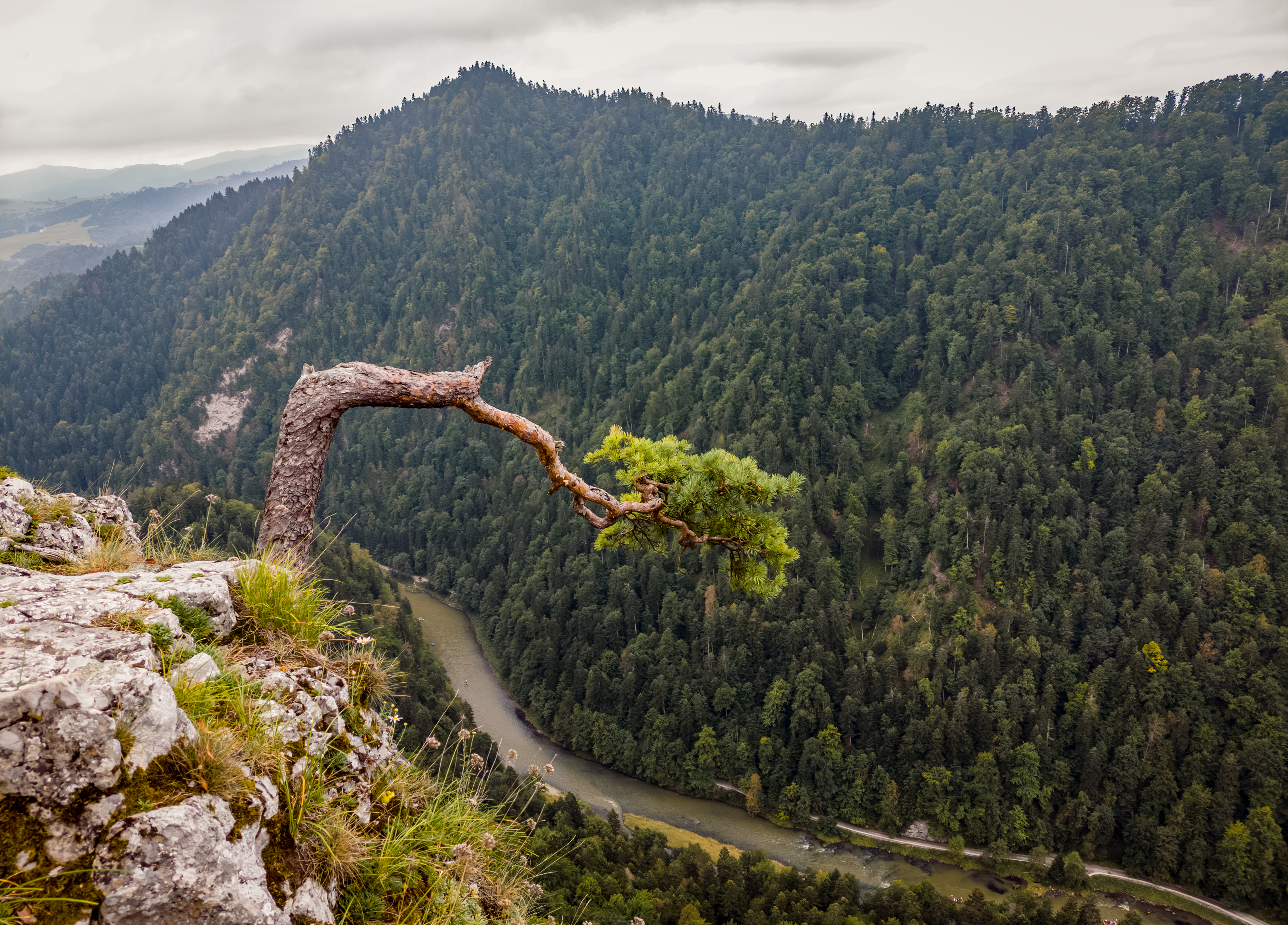 Iconic pine tree on Sokolica summit and the Dunajec River Gorge