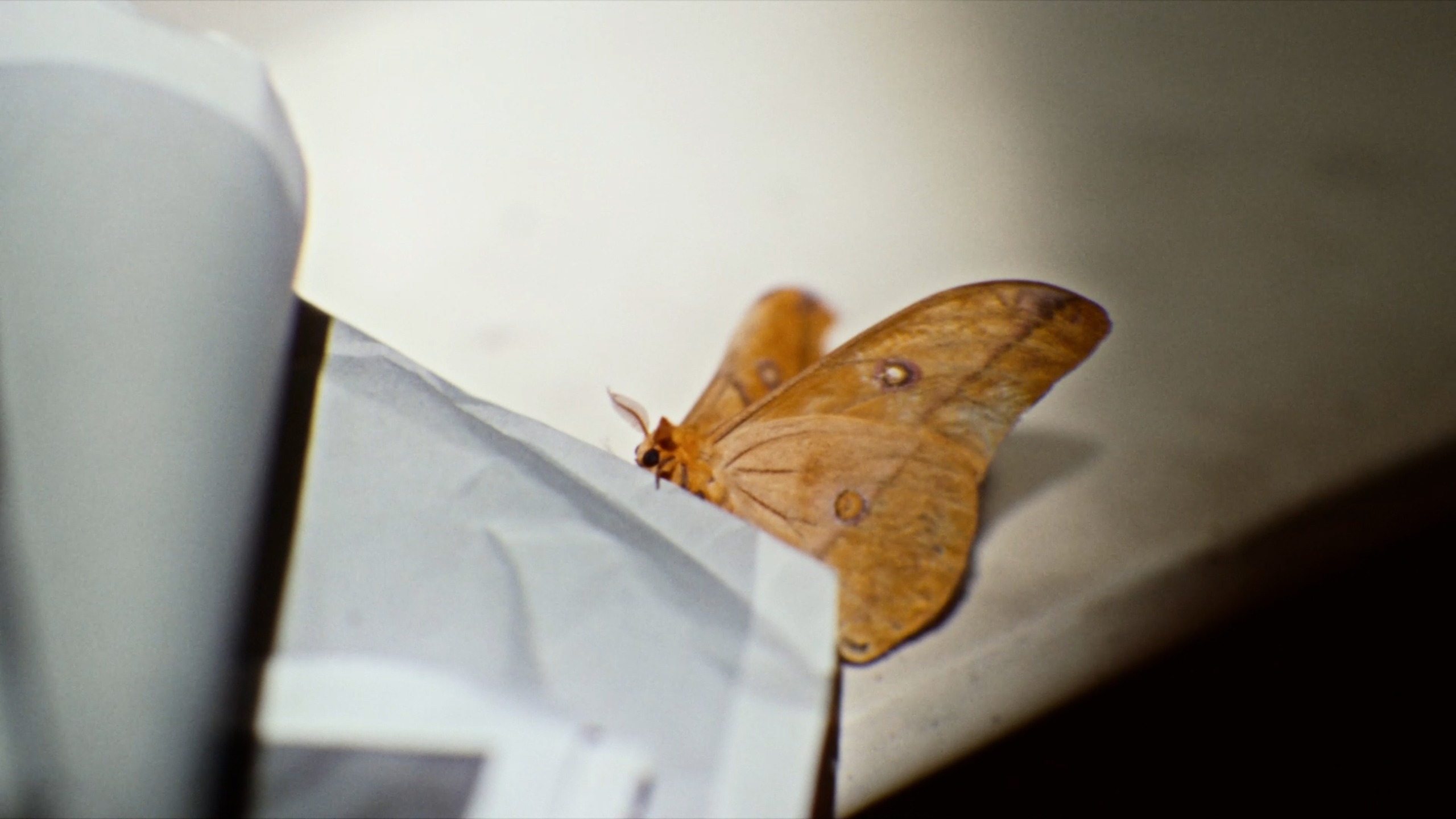 butterfly on door