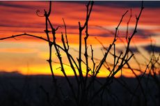 Ch&acirc;teauneuf-du-pape producers