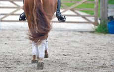 schooling
