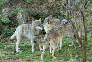 A pack of grey wolves in Slovenia.