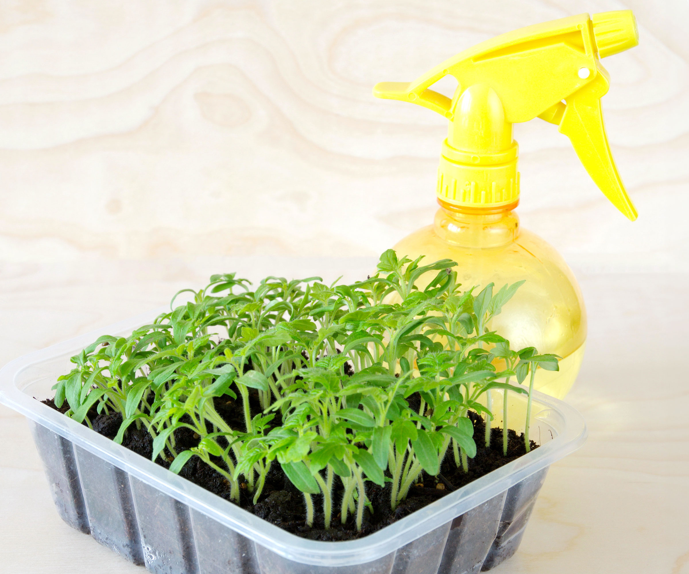 tomato seedlings in white plastic tray with yellow water mister