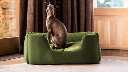 A small whippet sitting in a plush green dog bed on a cream rug in front of a wooden front door and long brown curtains