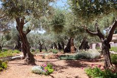 Jewish Biblical Style Garden With Tall Trees
