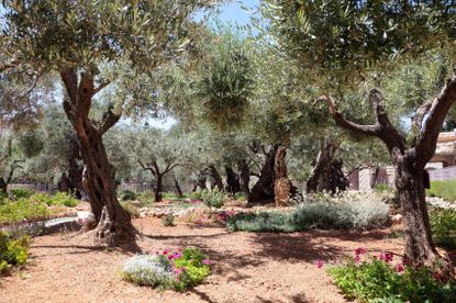 Jewish Biblical Style Garden With Tall Trees