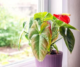 leaf diseases on an anthurium houseplant