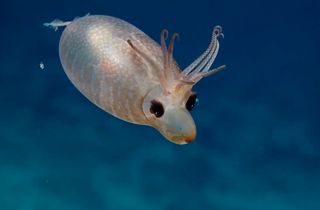 This piglet squid has a mantle full of ammonia.