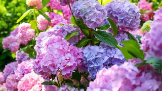 Colorful pink and maeve hydrangeas in bloom