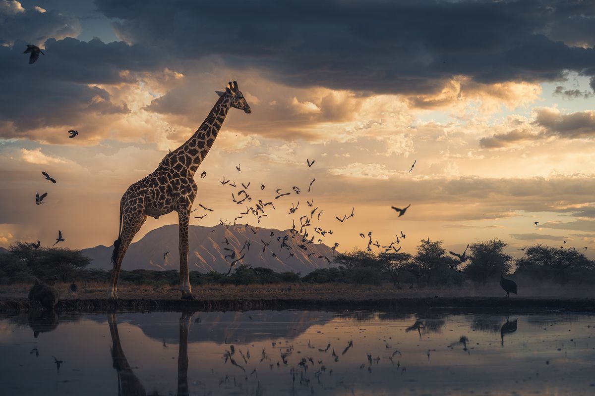 Photograph of Kenya Masai giraffe in the Shompole Conservancy, Kenya, Africa, taken by wildlife photographer Federico Veronesi.