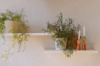 floating shelves with plants on