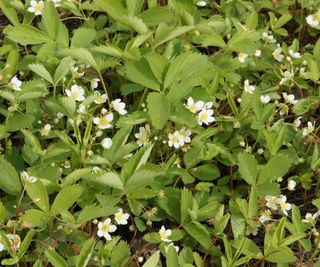 Wild strawberry in white flowers during summer