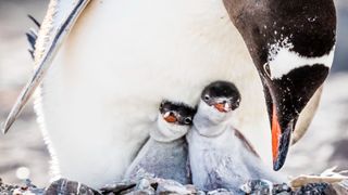 Two young gentoo penguins are kept warm by an adult in their nest at the Plenau Island, Lemaire Channel, Antarctica