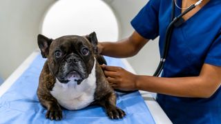 Dog lying down in front of an MRI machine with a person wearing scrubs stroking him 