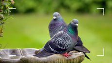 picture of two pigeons sat on a bird bath in a garden to support an expert guide for how to keep pigeons out of your garden