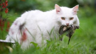 A white cat with a dead bird in its mouth