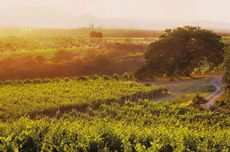 Col d'Orcia vineyards in Tuscany. The producer's Poggio al Vento Riserva wine is particularly highly prized.