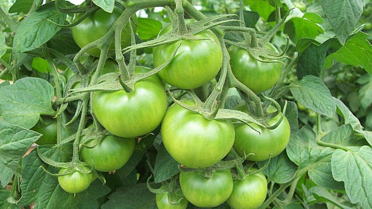 close-up of ripening green tomatoes on the vine