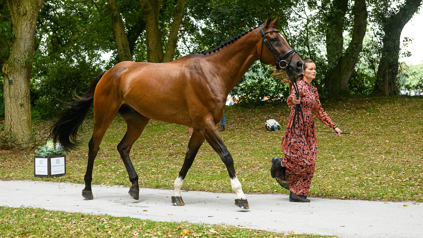 Bicton Horse Trials first trot-up: Malin Josefsson and Golden Midnight