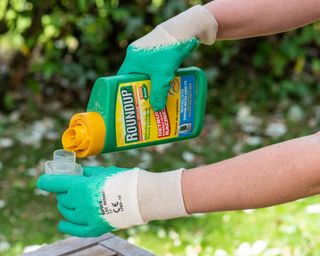Gardener using Roundup herbicide in a garden. Roundup is a brand-name of an herbicide containing glyphosate,