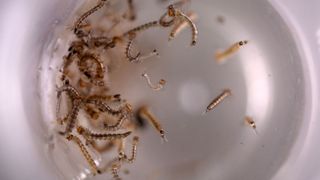 Aedes aegypti mosquito larvae in a lab dish
