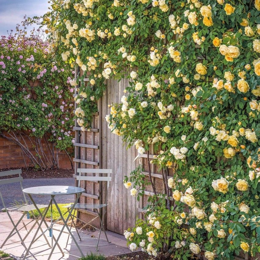 Best climbing roses find the perfect rose for your plot, plus top tips