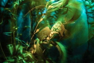 Underwater kelp