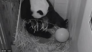 The Smithsonian National Zoo's female panda Mei Xiang gave birth to a cub on Aug. 23, 2013.