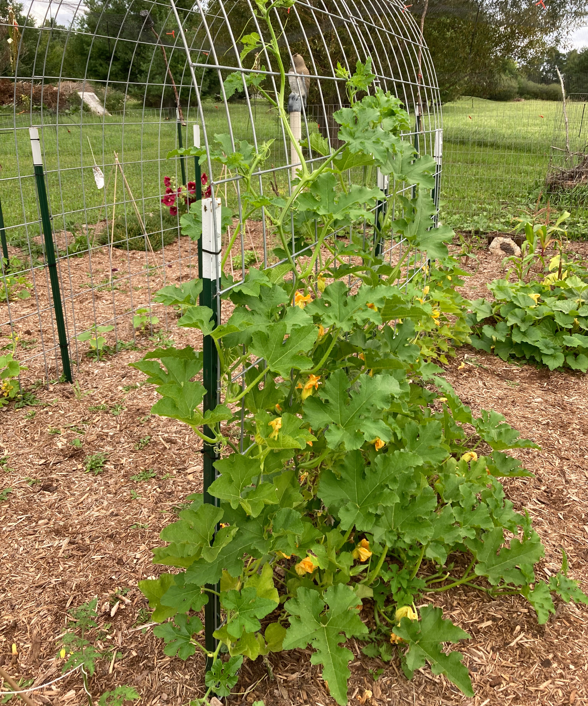 Pumpkins growing on arch trellis